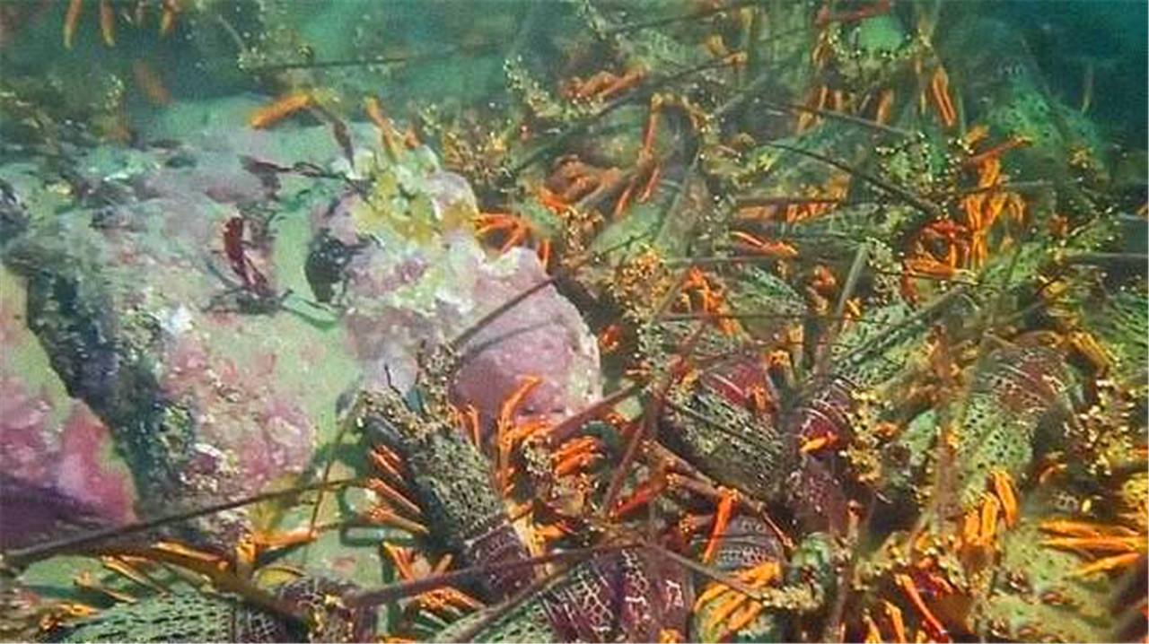 野生海虾和养殖海虾有什么区别