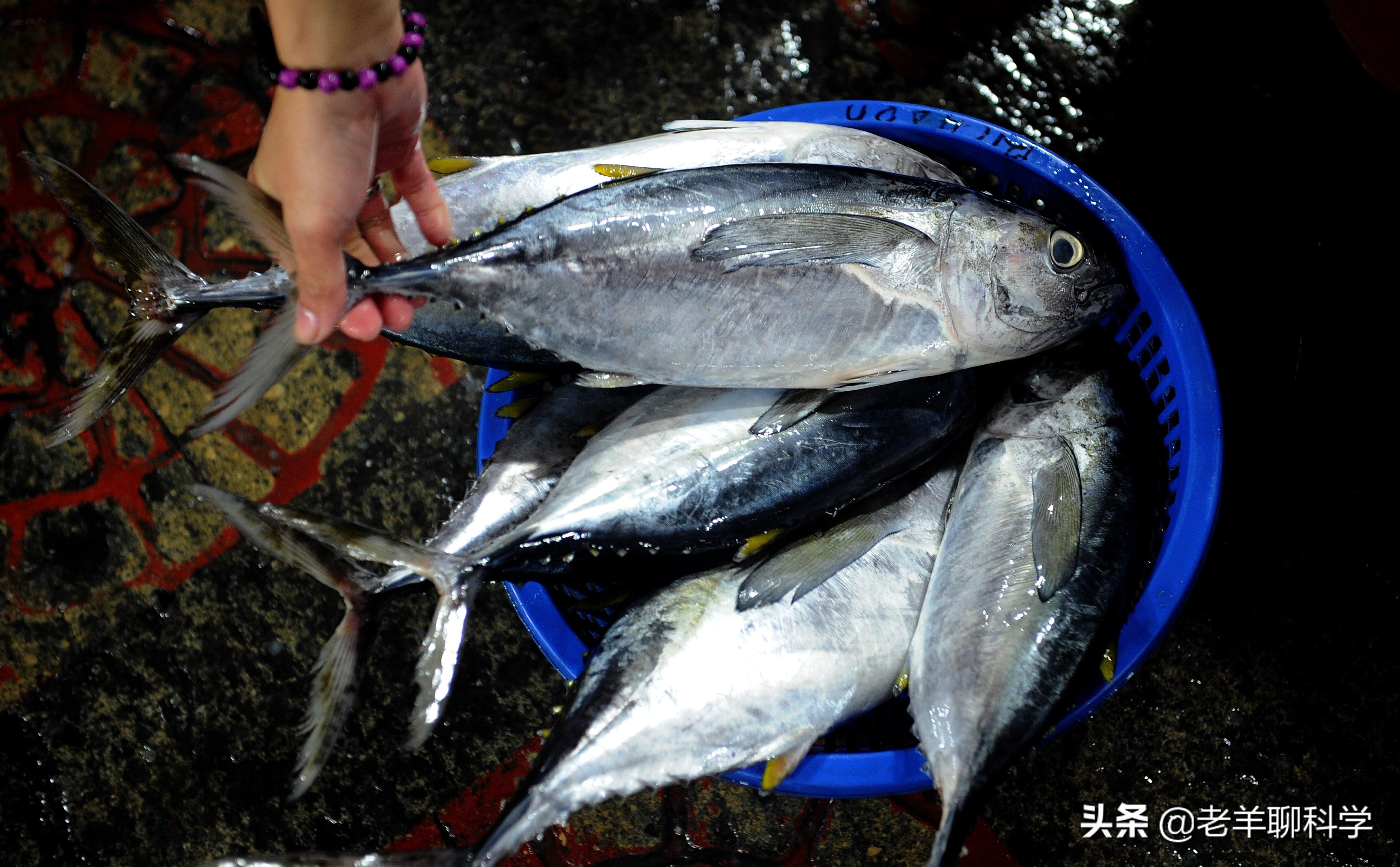 蓝鳍金枪鱼有多好吃(蓝鳍金枪鱼为何号称刺身之王)