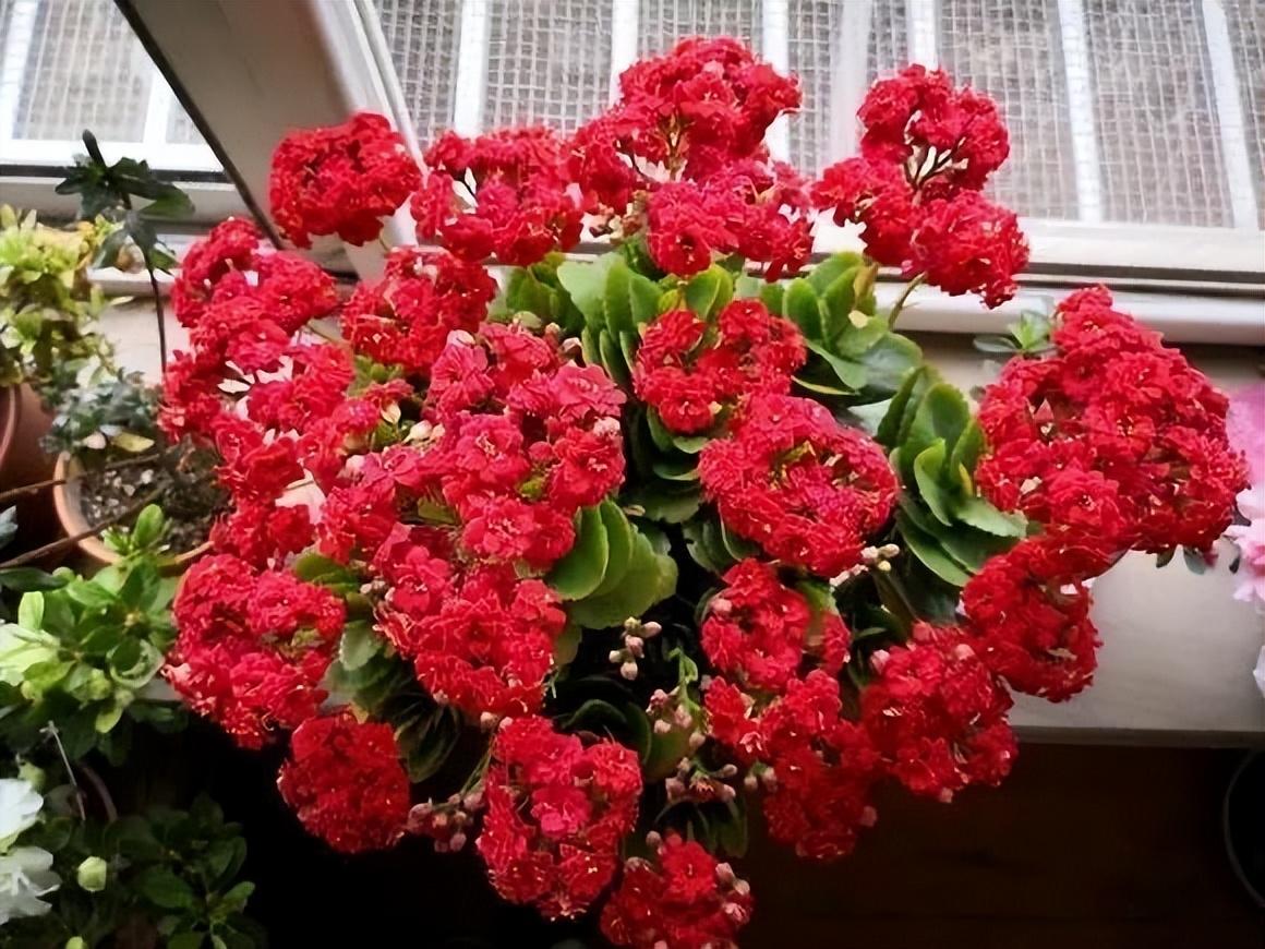 5种比较喜庆的盆栽花（耐寒且鲜艳的花盘点）