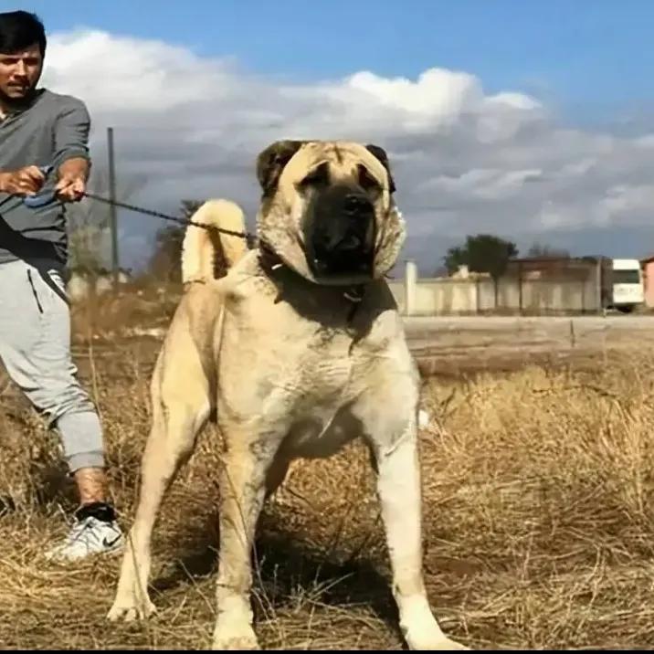 世界上凶猛的十大名犬（全球有哪些凶猛的犬种）