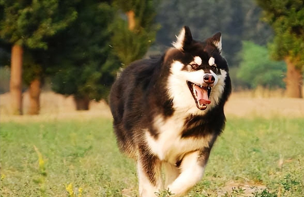 温顺的短毛大型犬图片