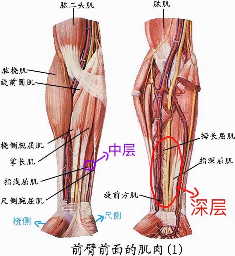 腕力球能锻炼到整体的小臂肌群而在腕力球的锻炼过程中