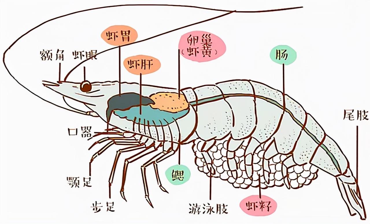 虾头里的虾黄是虾屎吗?到底能不能吃?