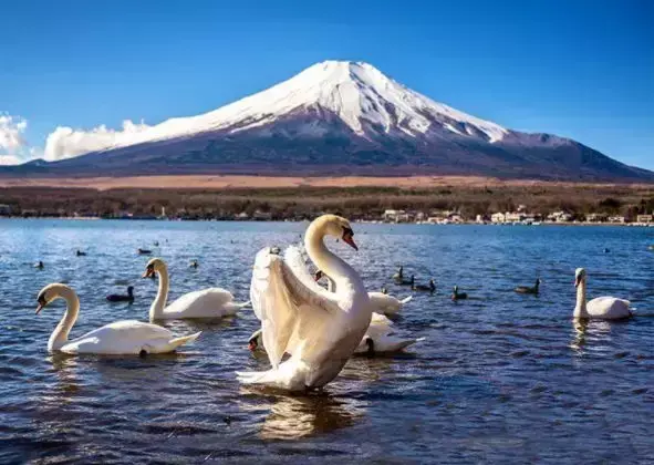 富士山 美景