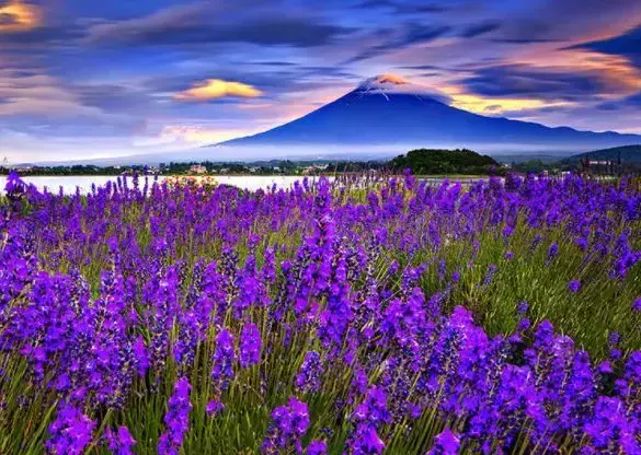 富士山 美景