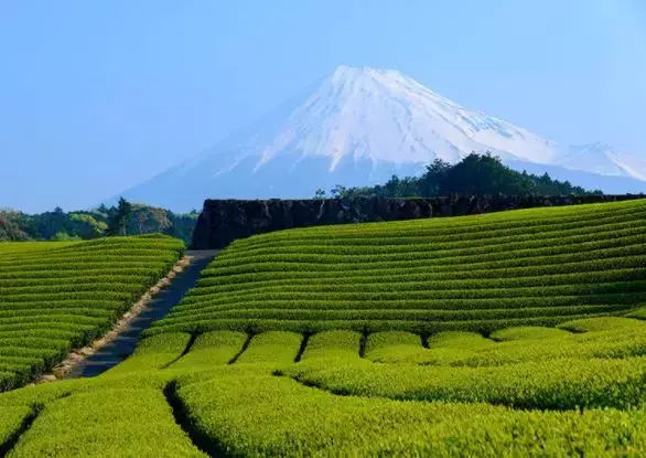 富士山 美景