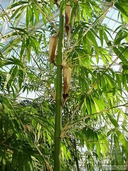 竹类植物大全（26种竹类植物介绍）