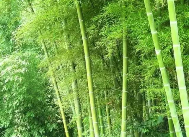 竹类植物大全（26种竹类植物介绍）