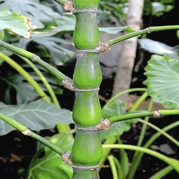 竹类植物大全（26种竹类植物介绍）