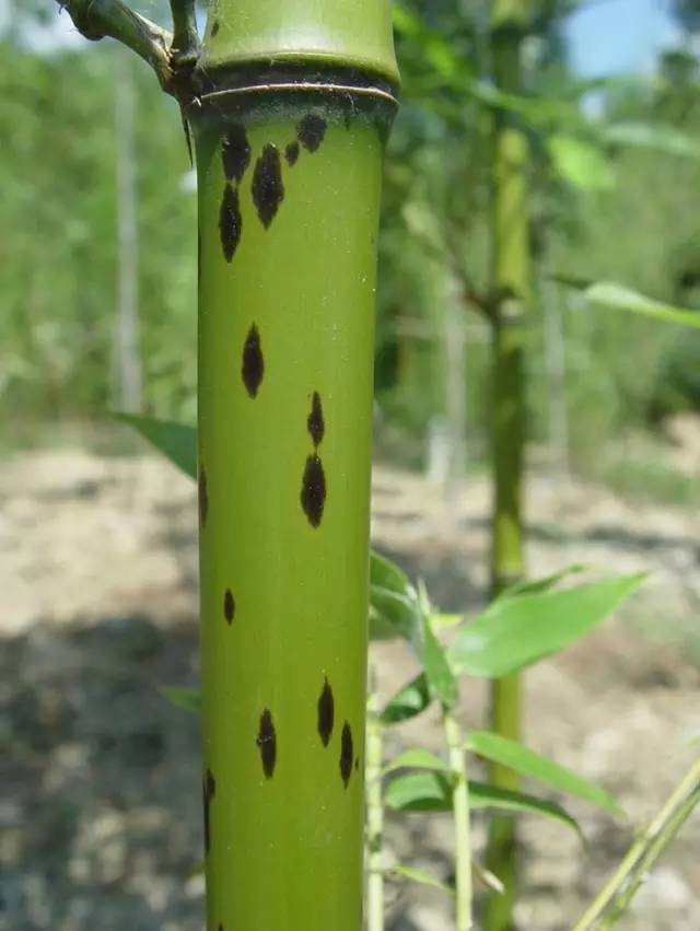 竹类植物大全（26种竹类植物介绍）