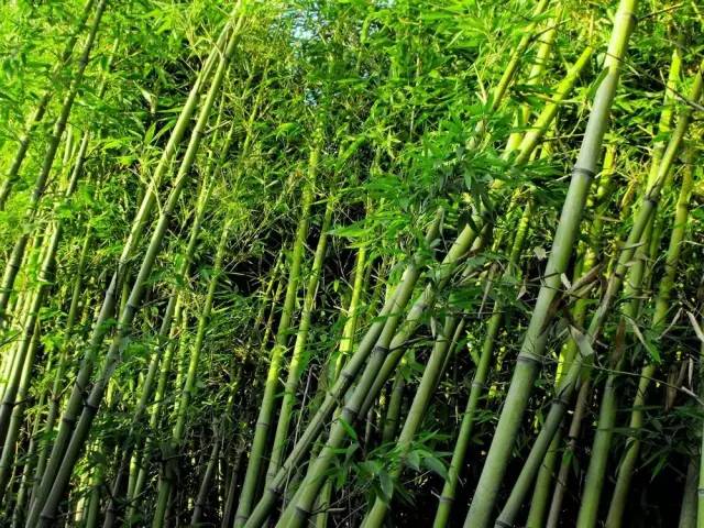 竹类植物大全（26种竹类植物介绍）