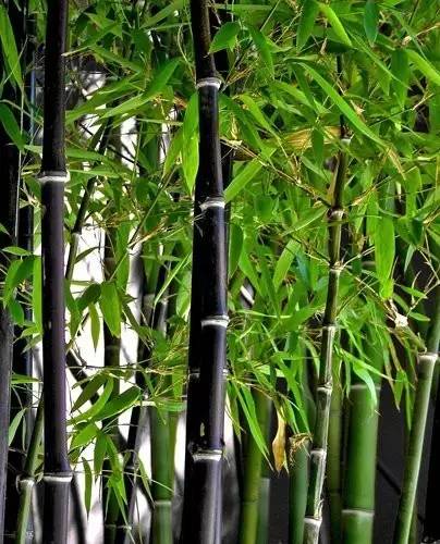 竹类植物大全（26种竹类植物介绍）