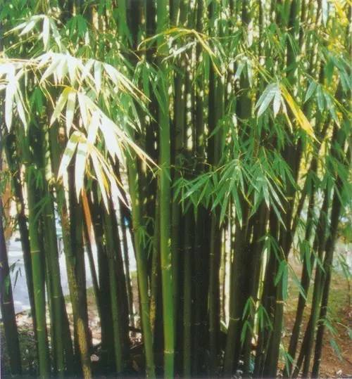 竹类植物大全（26种竹类植物介绍）