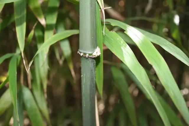 竹类植物大全（26种竹类植物介绍）