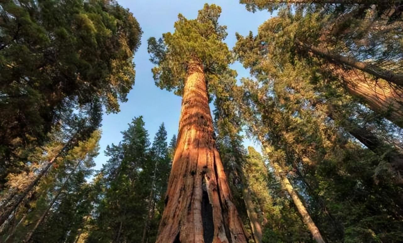 世界上最高最大的树图片