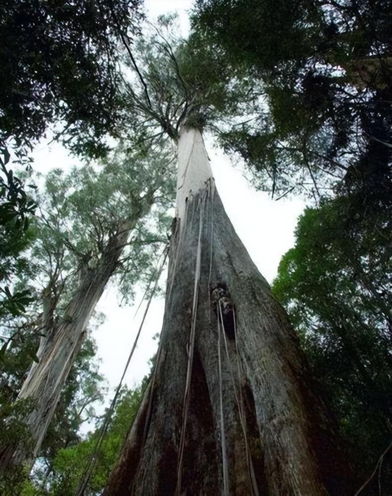 世界上最高的十棵树盘点（地球上最高的树十大排名）