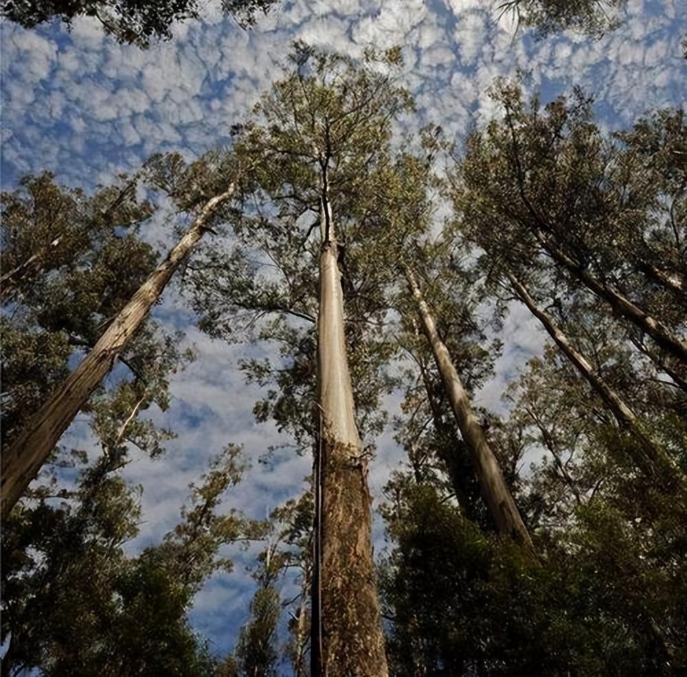世界上最高的十棵树盘点（地球上最高的树十大排名）