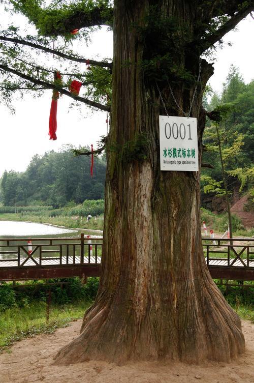 水杉是几级重点保护植物（水杉为何被称为国宝植物）