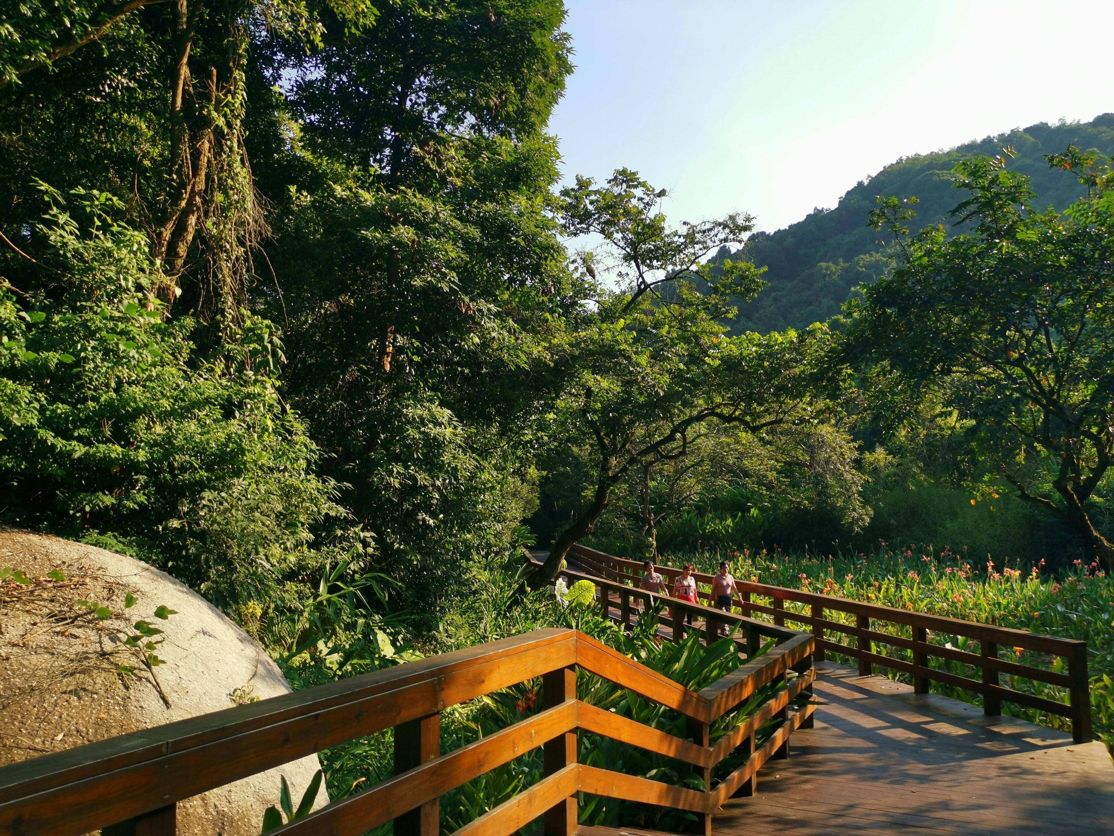 深圳八大森林公园图片