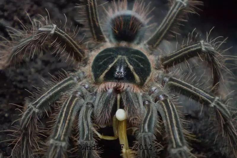 澳大利亚的蜘蛛有多大图片