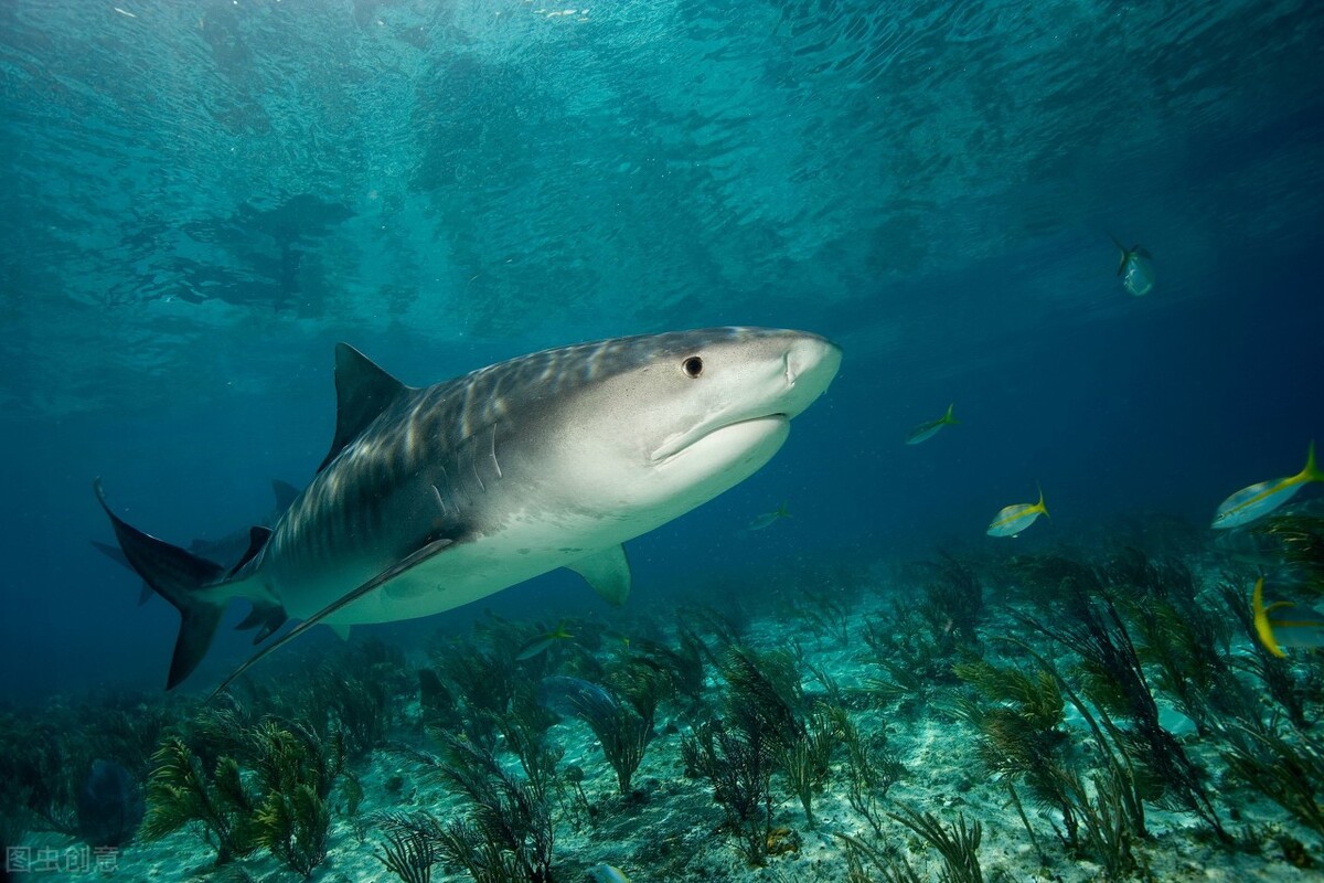 世界上最孤独的鲨鱼图片
