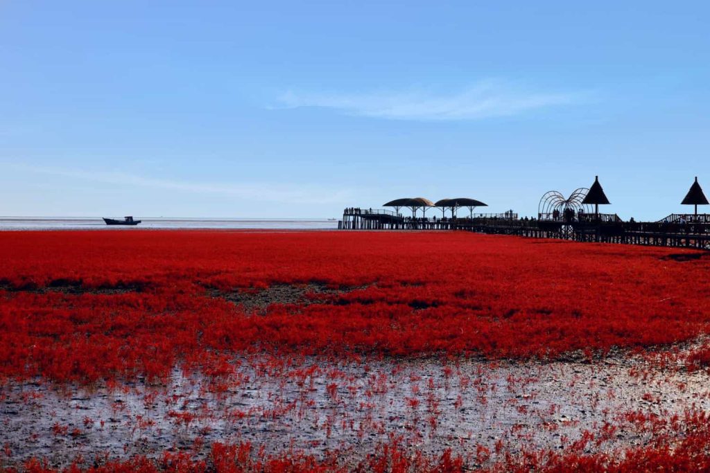 红海滩属于自然景观吗，红海滩是怎么形成的