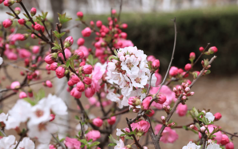 万寿花什么时候开花(万寿花养殖)