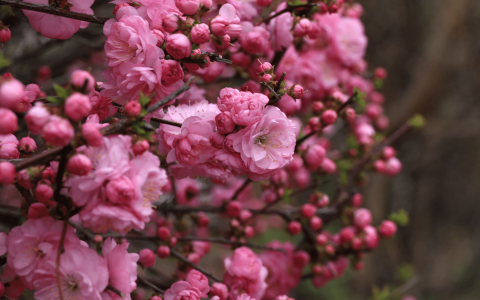 菊花什么时候开花季节(桃花什么时候开花季节)