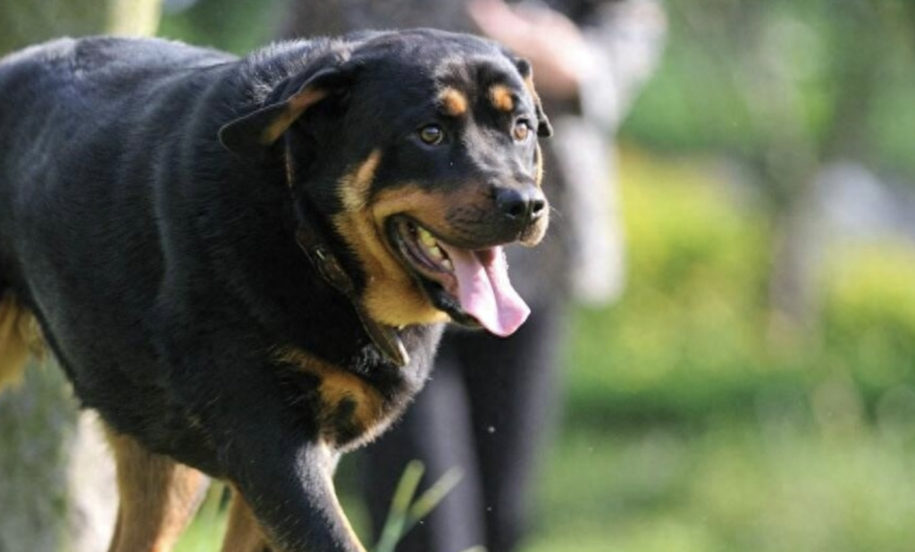 深圳禁养罗威纳犬吗？（原来深圳也不禁养罗威纳，这种大型烈性犬还很深受欢迎）